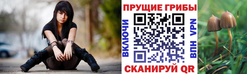 где можно купить Кодинск Псилоцибиновые грибы мухоморы